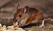 Find Exterminators in Bronx County